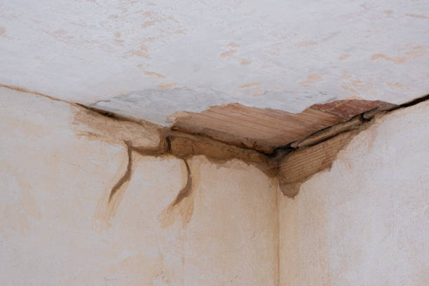 Best Professional water damage repair  in Diberville, MS